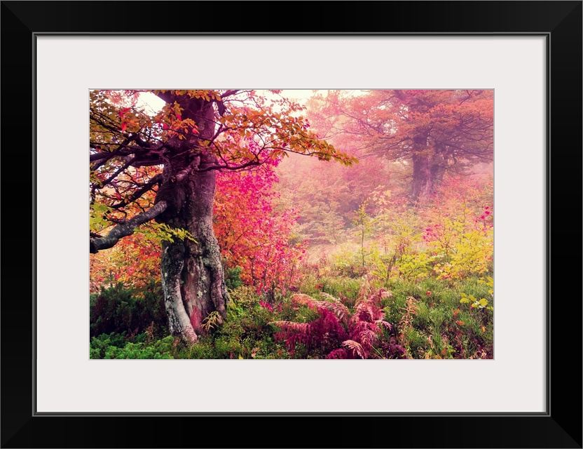 Majestic landscape with autumn trees in forest. Carpathian, Ukraine, Europe.