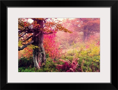 Majestic landscape with autumn trees in forest, Ukraine