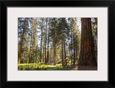 Mariposa Grove, Yosemite National Park, California