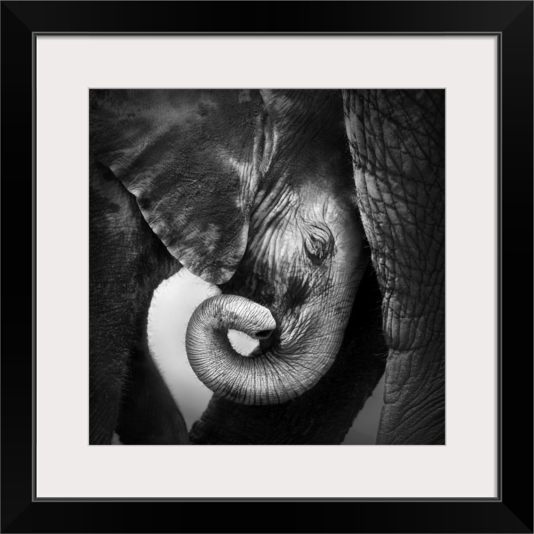 Baby elephant seeking comfort against mother's leg in Etosha National Park.