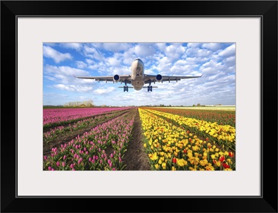 Passenger Airplane Flying Over Tulip Field At Sunset, Netherlands