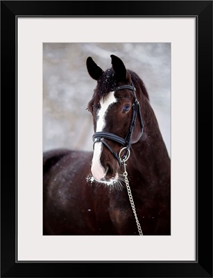 Portrait Of A Sports Horse In The Winter.