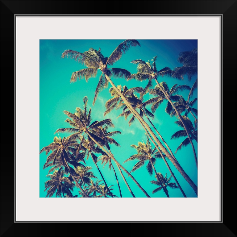 Retro Vintage Style Photo Of Diagonal Palm Trees In Hawaii.