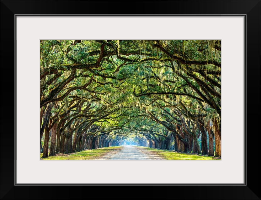 Savannah, Georgia, oak tree lined road at historic Wormsloe Plantation.