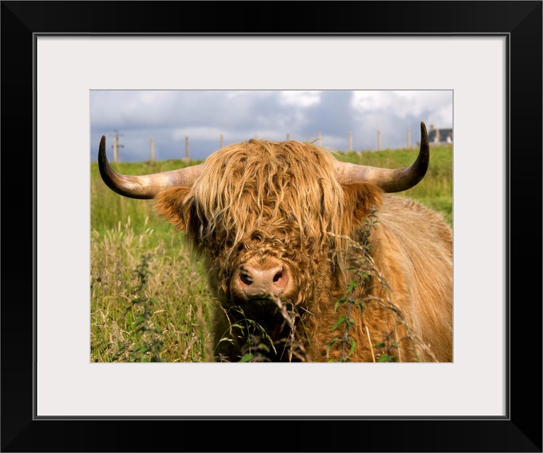 Scottish Cow In Highlands.
