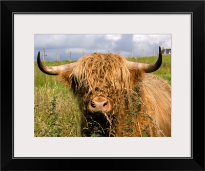 Scottish Cow In Highlands
