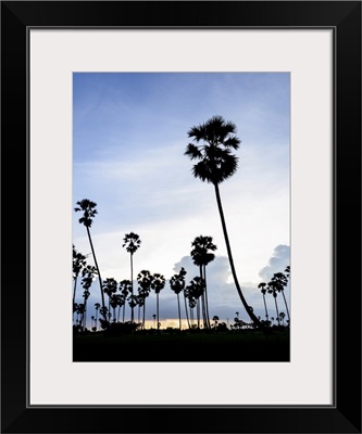 Silhouette Picture Of Sugar Palm At Sunset