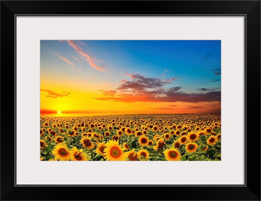 Field of blooming sunflowers at sunset.