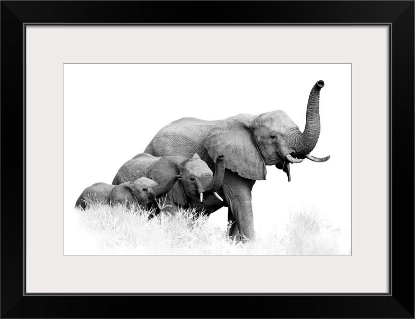 Artistic, black and white photo of three African Bush Elephants, from adults to newborn calf, coming together with trunks ...