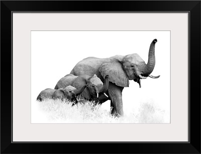 Three African Bush Elephants, Loxodonta Africana