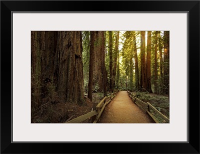 Trail Through Redwoods In Muir Woods National Monument Near San Francisco, California