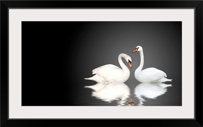 Two White Swans on Black