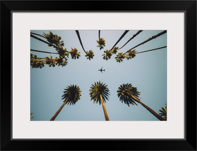 View of palm trees, sky, and aircraft flying.