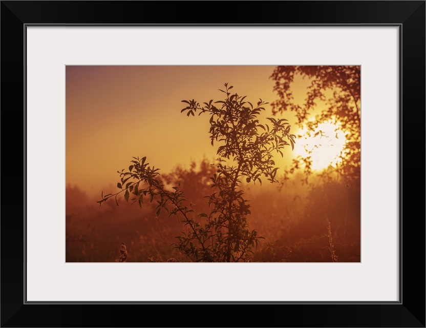 Vintage Landscape With Tree Branches At A Misty Autumn Sunrise