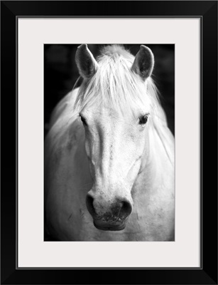 White Horse Portrait