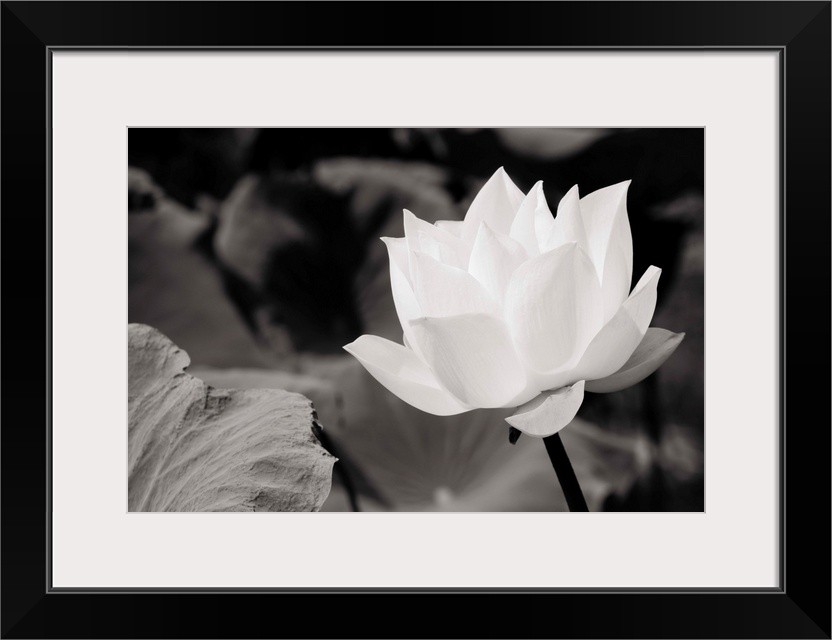 White Lotus In Basin 1_1