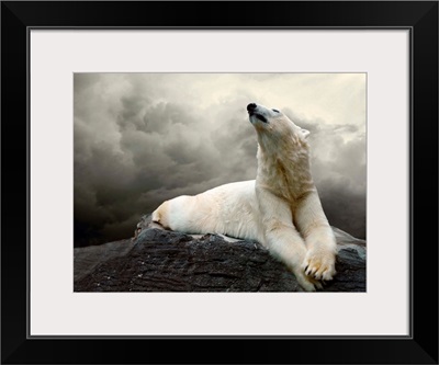 White Polar Bear Hunter laying on rocks