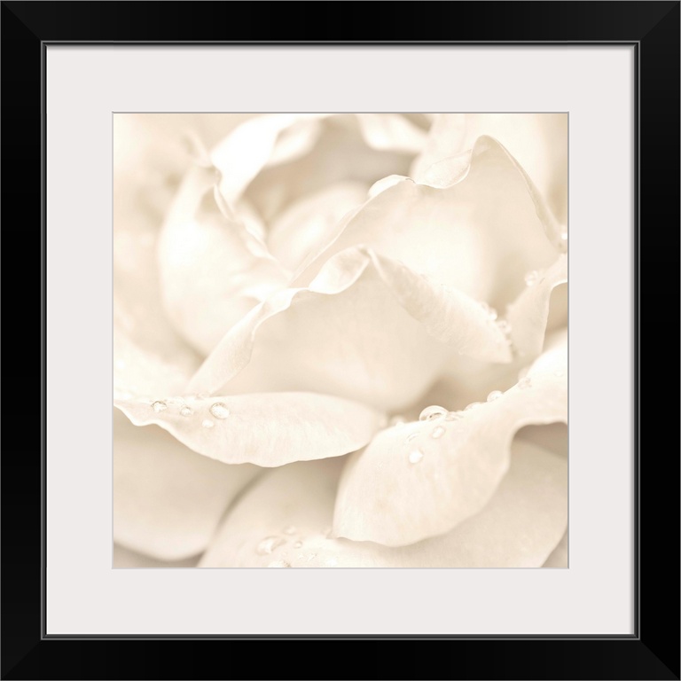 Abstract Macro Shot Of Beautiful Cream Rose Flower With Water Drops. Floral Background