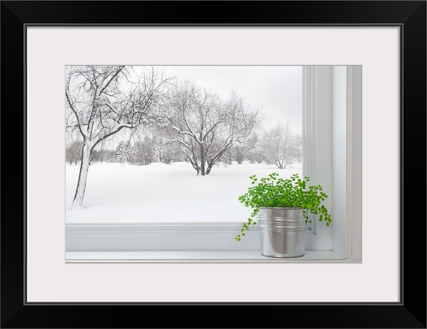 Winter Landscape Seen Through The Window, And Green Plant