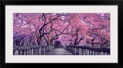 Wooden Bridge In Park, Japan, Spring Countryside With Amazing Sakura (Cherry) Blossoms