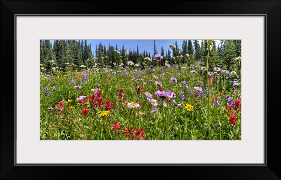 A beautiful alpine meadow of wild flowers located high in the Canadian Rocky Mountains.