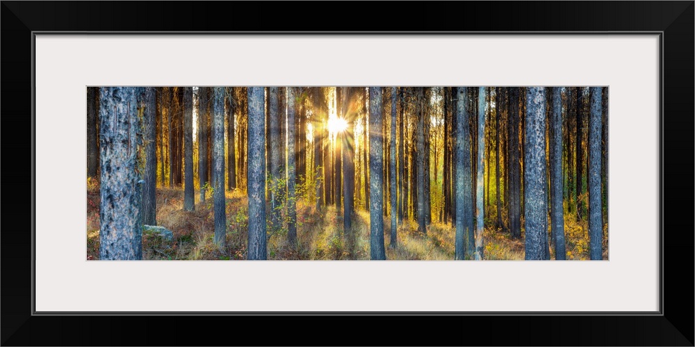 Sunrise beaming through pine trees in the mountians of British Columbia, Canada.