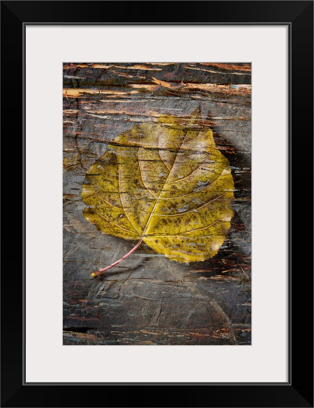 Still life of a leaf with bark like texture superimposed over top.