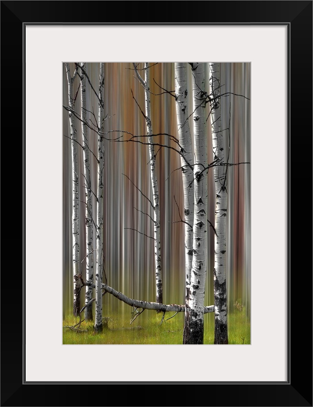 A two image compilation of a stand of fall colored poplar trees creating the sense of motion in an abstract image.