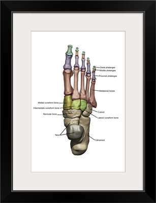 3D model of the foot depicting the dorsal bone structures with annoations