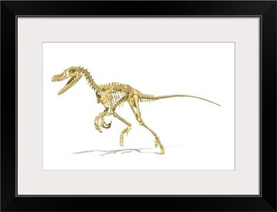 3D rendering of a Velociraptor dinosaur skeleton