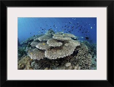 A Beautiful Coral Reef Thrives In Komodo National Park, Indonesia