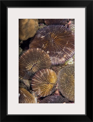 A Group Of Plate Corals Lies On A Reef In Anilao, Philippines