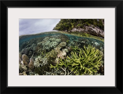 A Healthy And Beautiful Coral Reef Thrives In Shallow Water In Raja Ampat, Indonesia