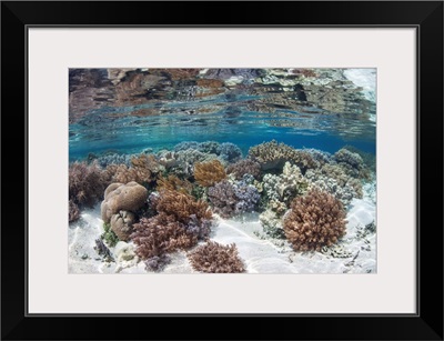 A healthy and diverse coral reef grows in Raja Ampat, Indonesia