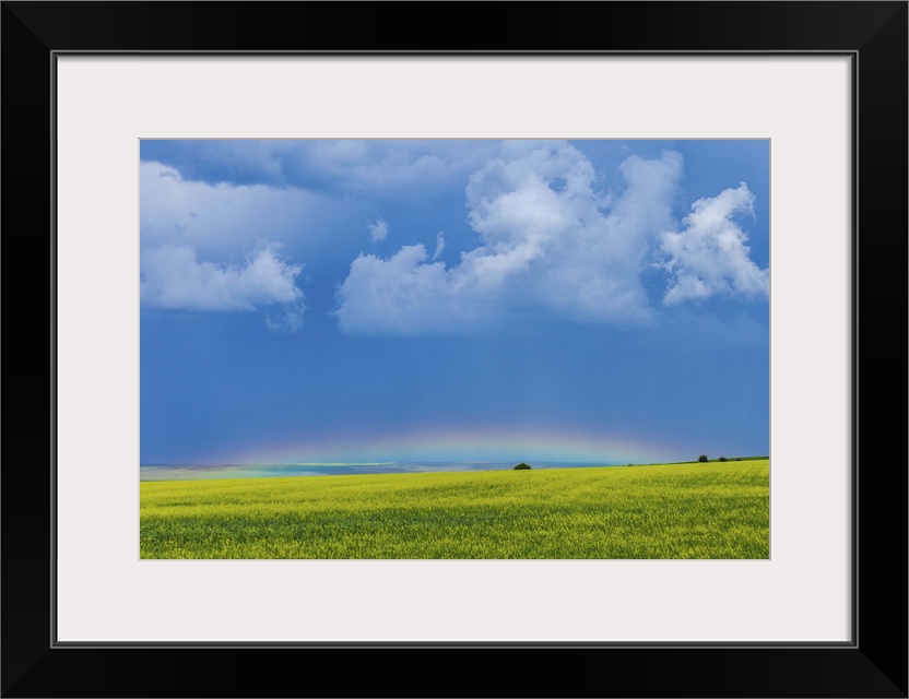 July 4, 2013 - A low altitude rainbow barely visible over the yellow canola field, Gleichen, Alberta, Canada.