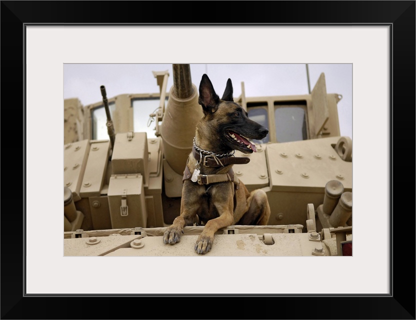 A military working dog sits on a US Army M2A3 Bradley Fighting Vehicle