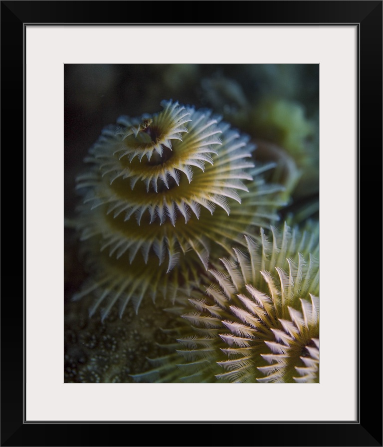 A pair of Christmas tree worms in Cozumel, Mexico.