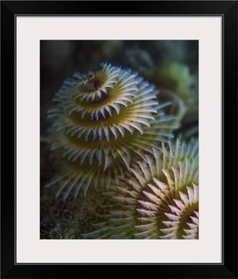 A pair of Christmas tree worms in Cozumel, Mexico