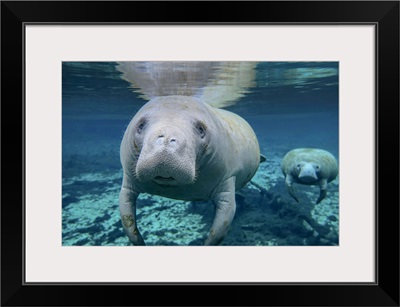 A pair of manatees swimming in Fanning Springs State Park, Florida