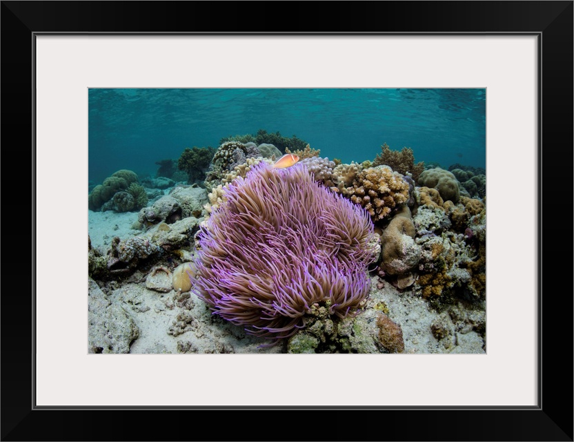 A pink anemonefish, Amphiprion perideraion, swims above its host anemone.
