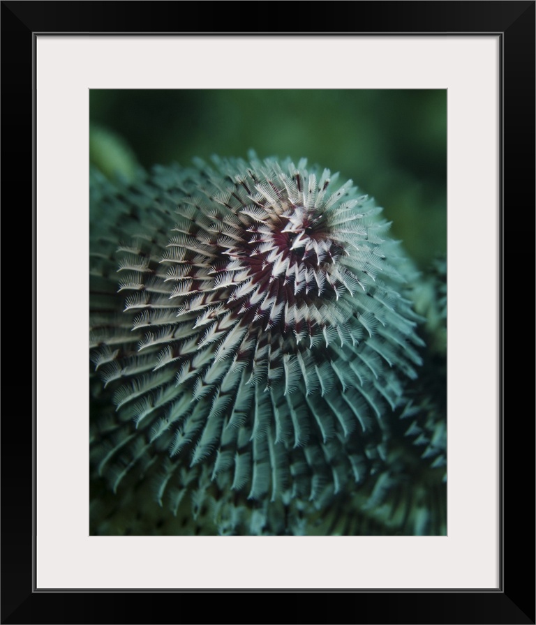 A red and white Christmas tree worm in Cozumel, Mexico.