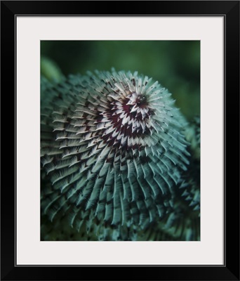 A red and white Christmas tree worm in Cozumel, Mexico