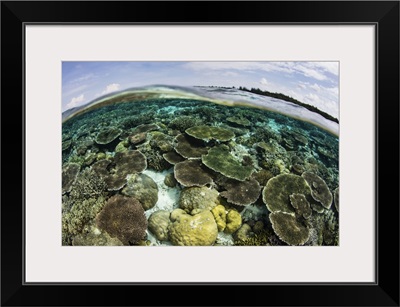 A shallow coral reef thrives in Wakatobi National Park, Indonesia.