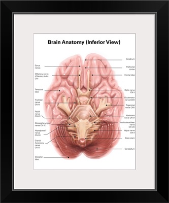 Anatomy of human brain, inferior view