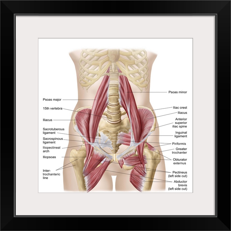 Anatomy of iliopsoa, often referred to as the dorsal hip muscles. These muscles are distinct in the abdomen..