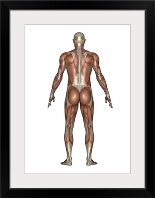 Anatomy of male muscular system, back view