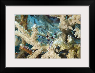 Banded coral shrimp amongst staghorn coral, Papua New Guinea