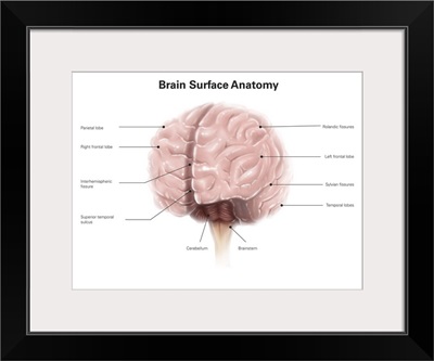 Brain surface anatomy, with labels