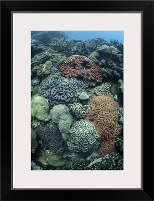 Colorful reef-building corals grow on a reef inside Palau's lagoon
