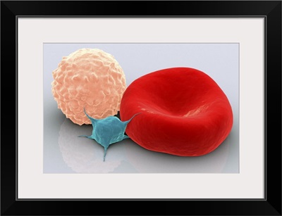Conceptual image of platelet, red blood cell and white blood cell